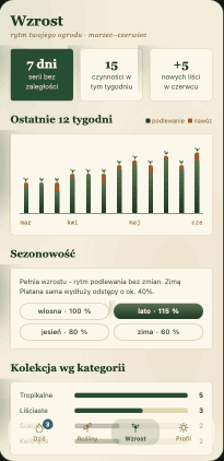 Platana wzrost
